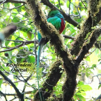 Resplendent Quetzal